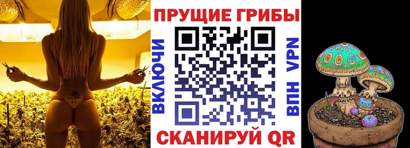 дарнет шоп  Магнитогорск  Псилоцибиновые грибы Cubensis 